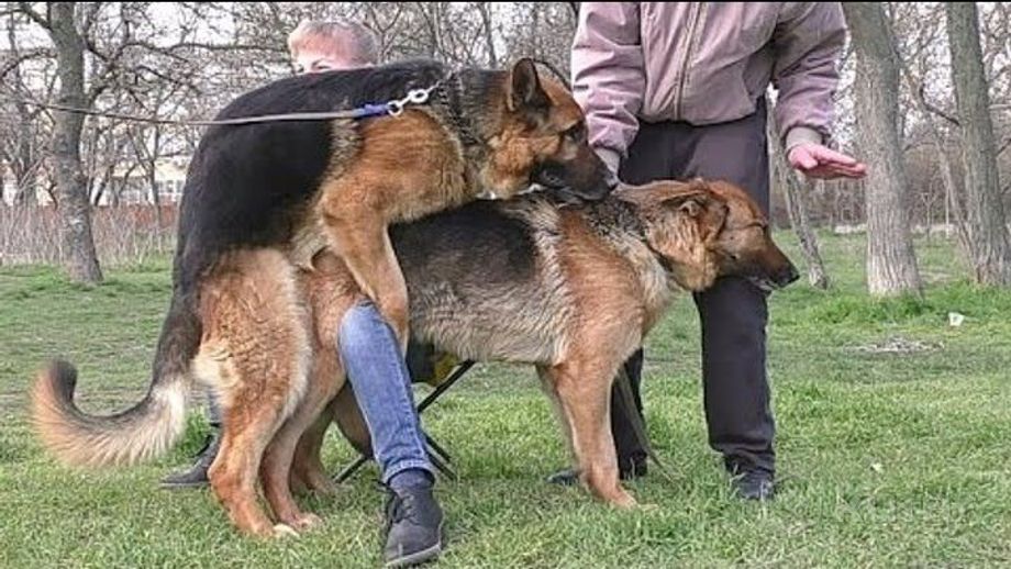 Два самца совокупляются с самкой Два самца совокупляются с самкой